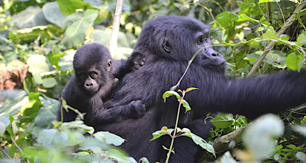 5 Days Gorillas and Wildlife Safari in Uganda | Pieland Safaris