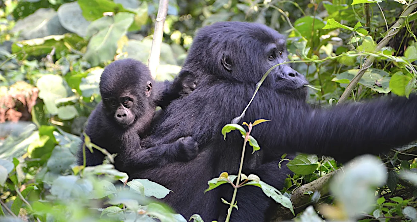 5 Days Gorillas and Wildlife Safari in Uganda | Pieland Safaris