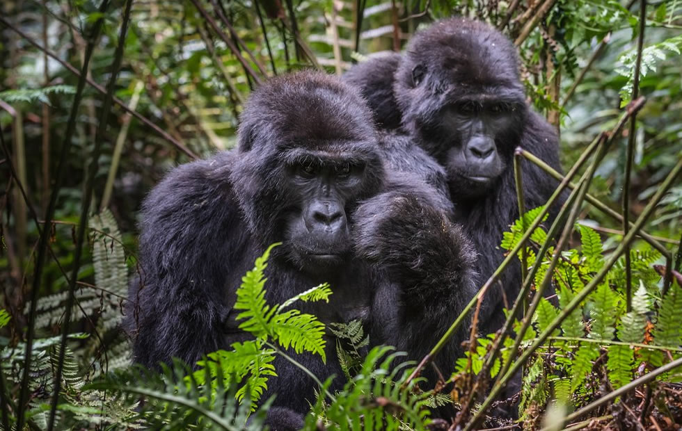 Gorilla Trekking in Bwindi – Lifetime Experience!