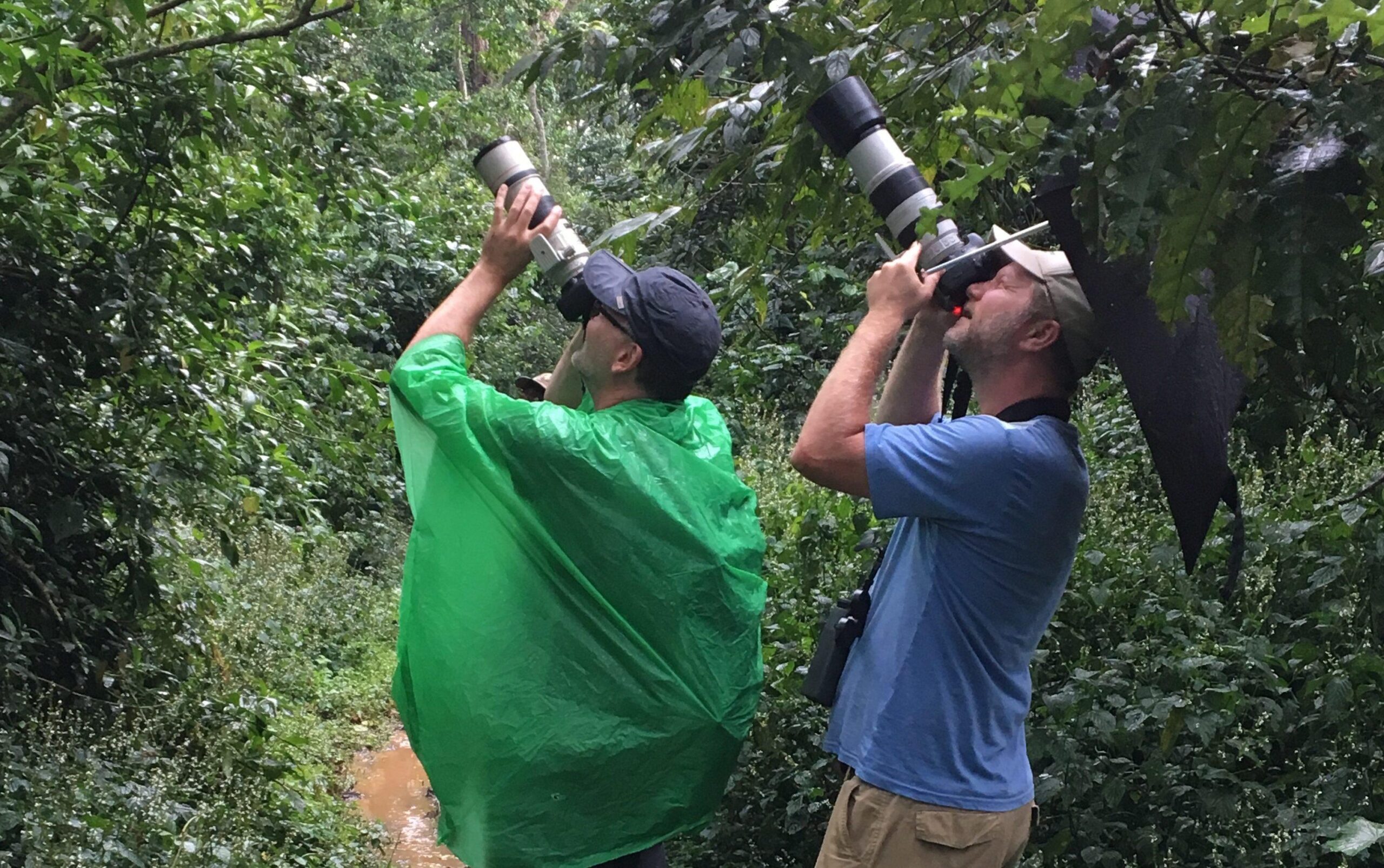 Birding Safaris in Kibale