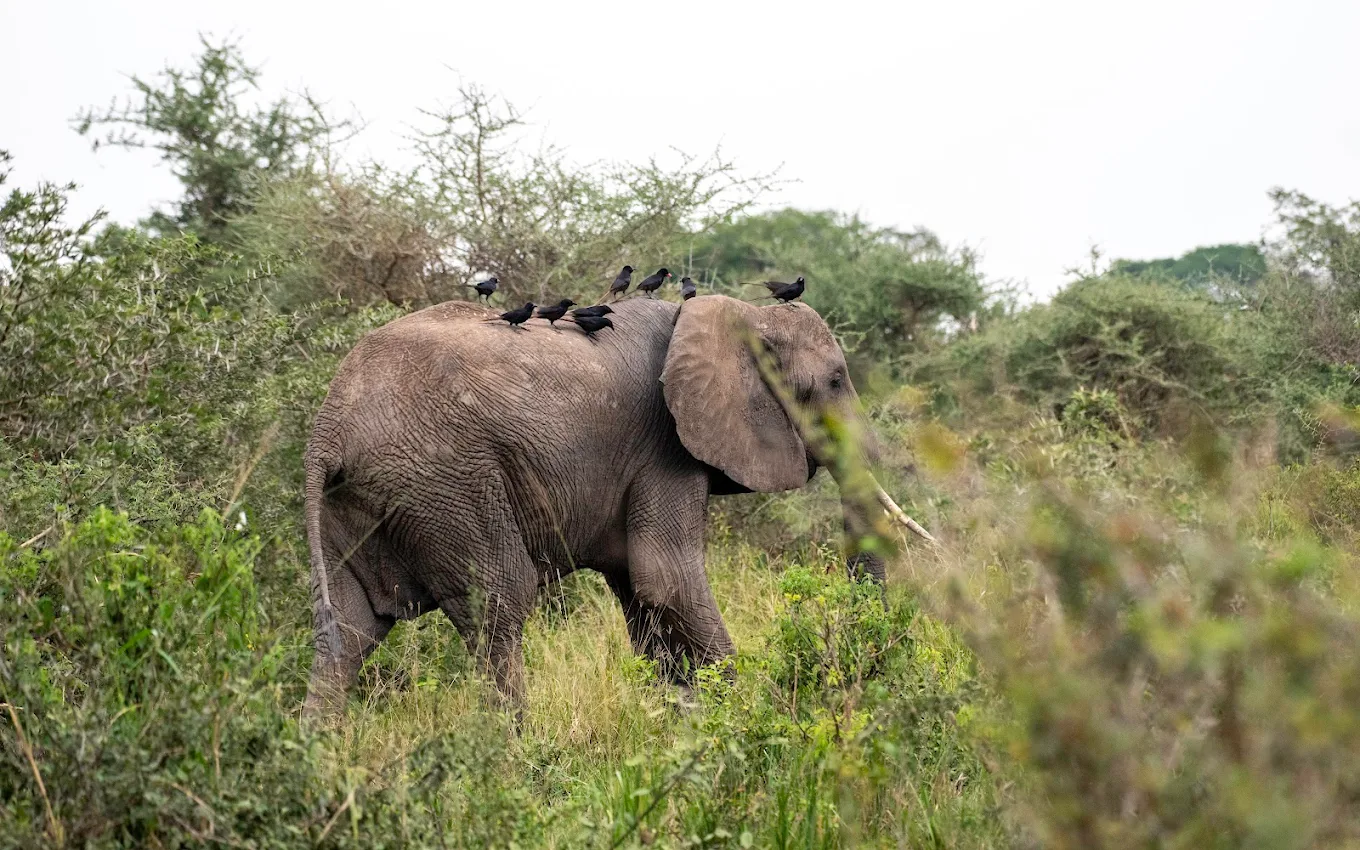 Big Five Safari Experience