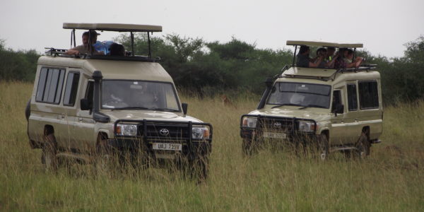 Family Gamedrive in Murchison Falls National Park-Pieland Gorilla Safaris