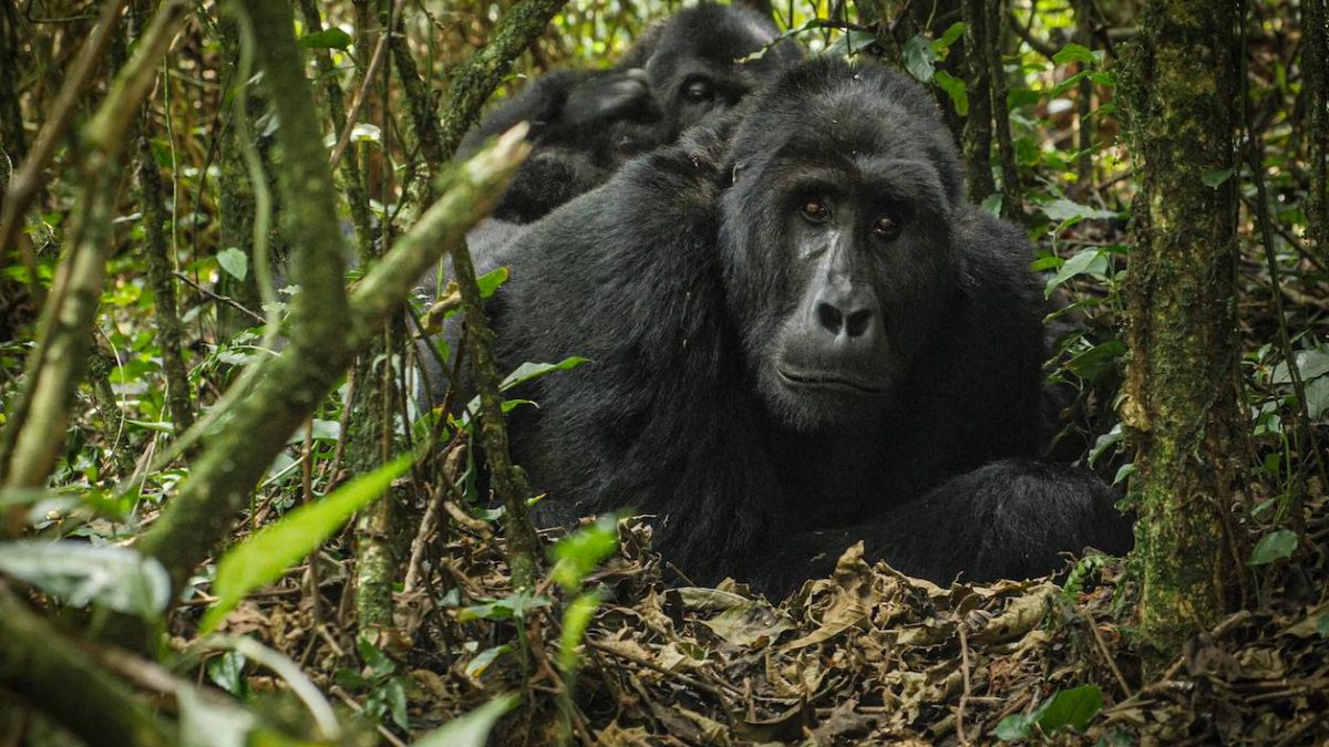 1 Day Gorilla Trekking Rwanda | Volcanoes National Park