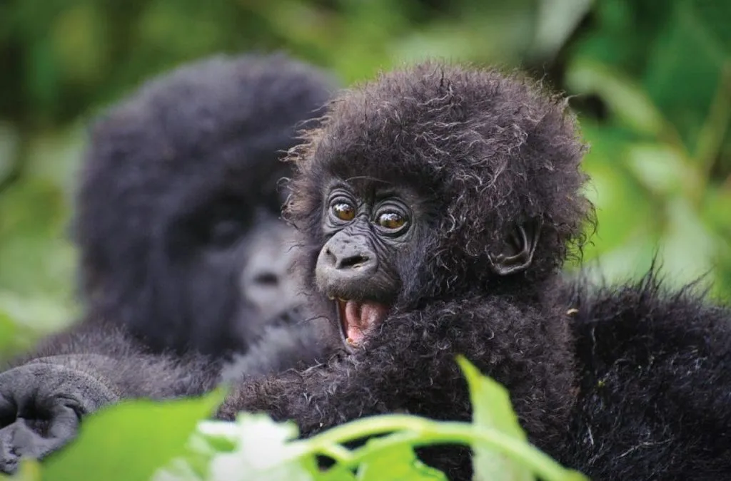Detailed 2 Days Gorilla Trekking in Bwindi from Kigali Itinerary