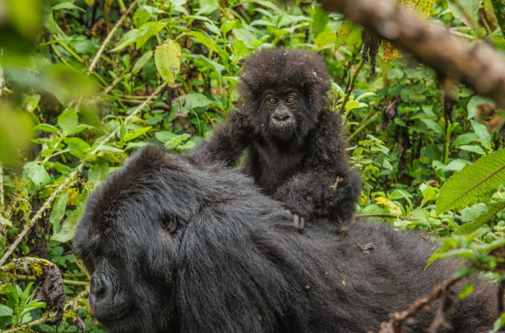 4 Days Gorilla Trekking and Golden Monkey Detailed Itinerary
