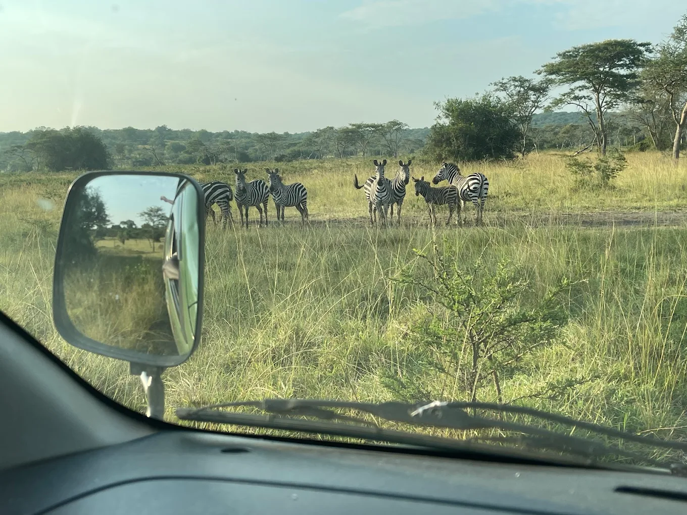 Why Self Drive Gorilla Tours Are Growing in Popularity 