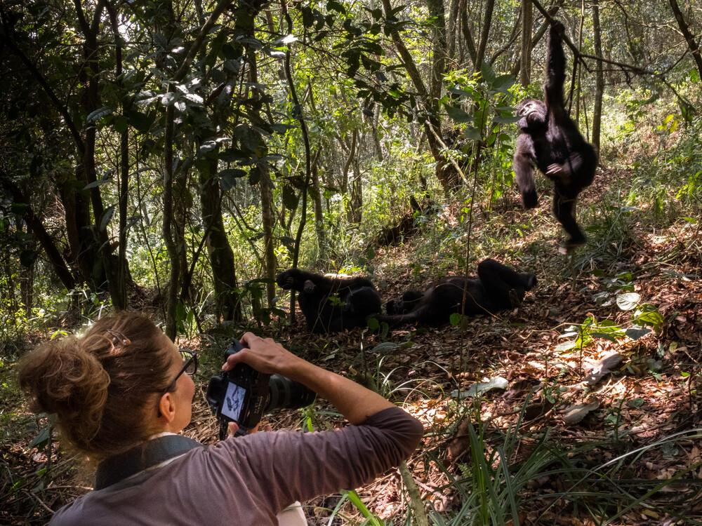 Gorilla Trekking in Volcanoes National Park → Return to Kigali After an early breakfast, transfer to the Kinigi Park Headquarters for your pre-trek briefing. Park rangers will explain gorilla behavior, safety rules, and assign trekking groups based on fitness levels. At around 8:00 AM, enter the lush rainforest of Volcanoes National Park. The trek can last 1–5 hours depending on the gorillas’ location. Once you find them, you’ll spend one magical hour in their presence — watching them play, groom, and feed in the misty volcanic slopes. After this extraordinary experience, return to the park head