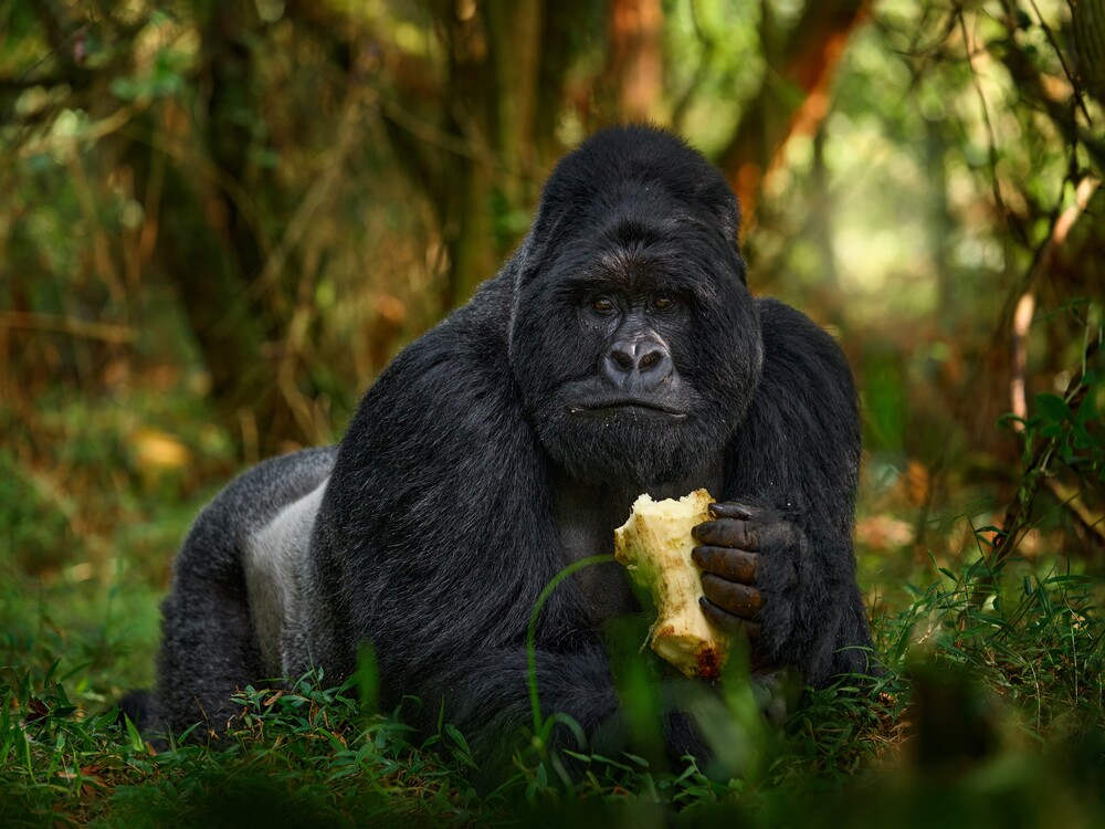 This 3 Days Gorilla Trekking Safari from Entebbe or Kampala is the perfect 