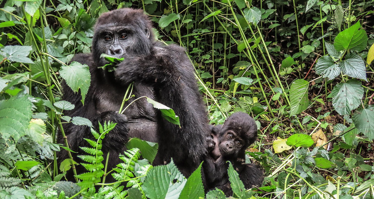 Why Travelers Love Our Gorilla Trekking Deals 