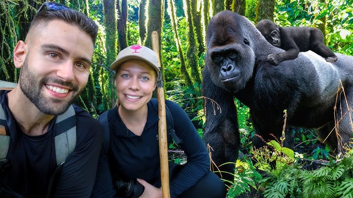 Honeymoon gorilla trekking .
