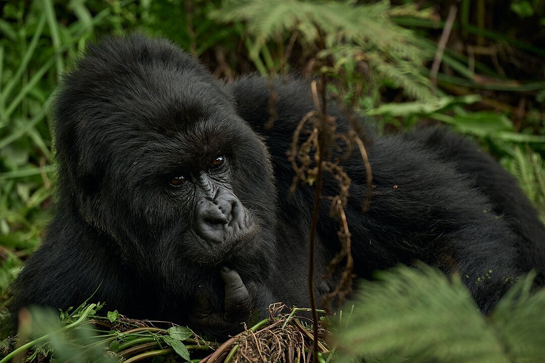 Budget Gorilla Habituation Safaris in Uganda