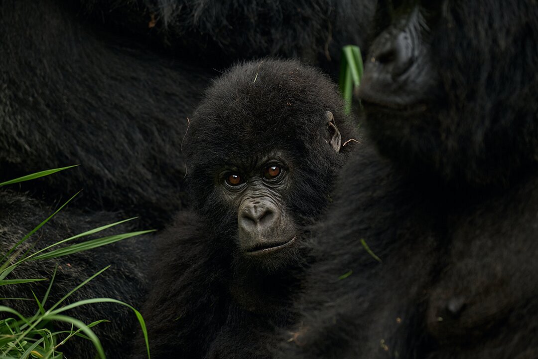 3 Days Gorilla Honeymoon in Rwanda Romantic
