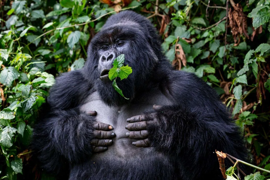 Meet Mountain Gorillas in Uganda on 12 Days Midrange Safari-Pieland Gorilla Safaris