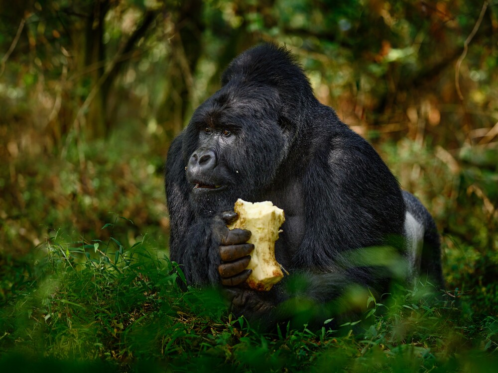 6 Days Uganda Gorilla and Wildlife Honeymoon Romantic Overview