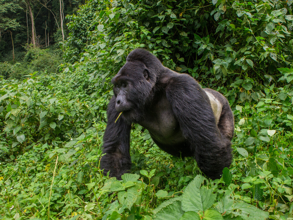 Frequently Asked Questions – 4 Days Luxury Gorilla Honeymoon in Uganda