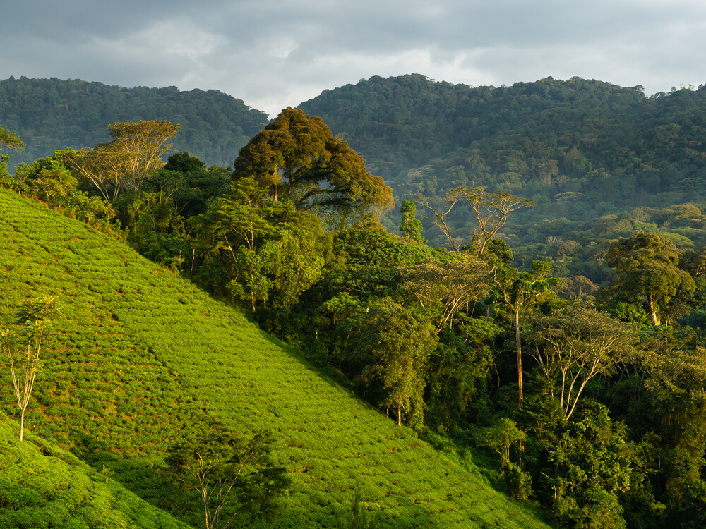 Deep within Nyungwe Forest National Park, Luxury Travel Experiences in Rwanda take on a more immersive and nature-focused dimension.
