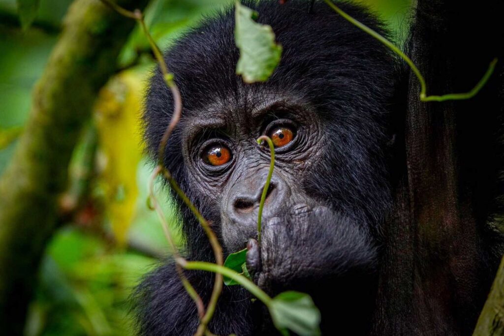 Expert Tips for Choosing Where to Trek Gorillas