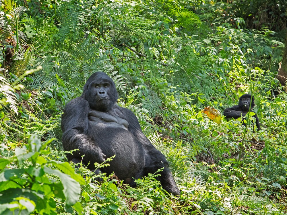 Gorilla Trekking Experience – Transfer to Lake Bunyonyi