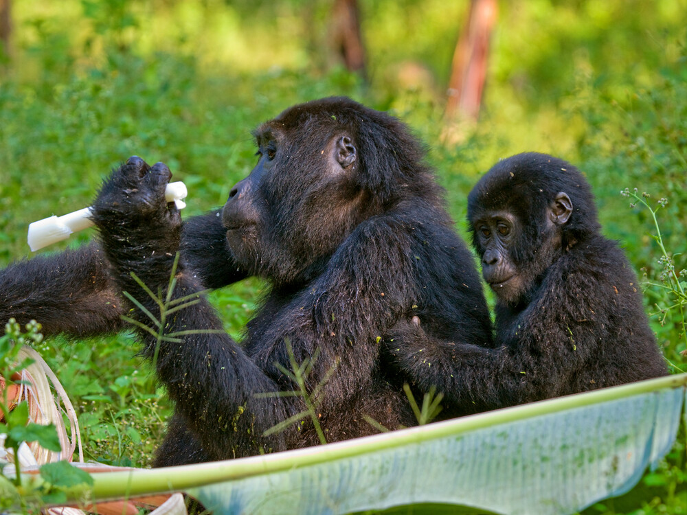 4 Days Luxury Gorilla Honeymoon in Uganda Romantic
