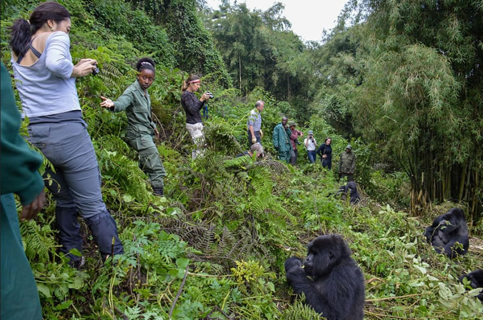Why Uganda Is the Best Destination for Gorilla Trekking While Cycling  
