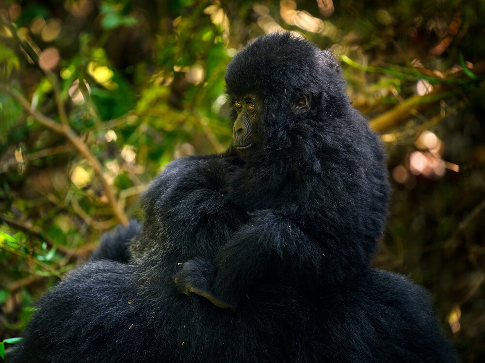 Day 2: Gorilla Trekking – The Ultimate Shared Experience
