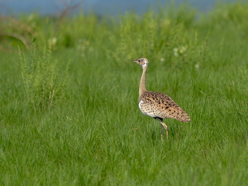 4 Days Queen Elizabeth Safari Upgrade (Extended Option) 