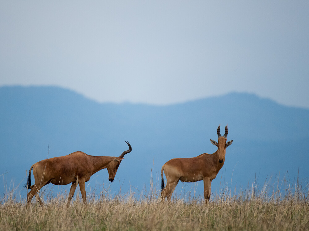 Accessibility is another important factor in the Private Conservancies vs National Parks comparison, especially for travelers with limited time or specific logistical preferences. 