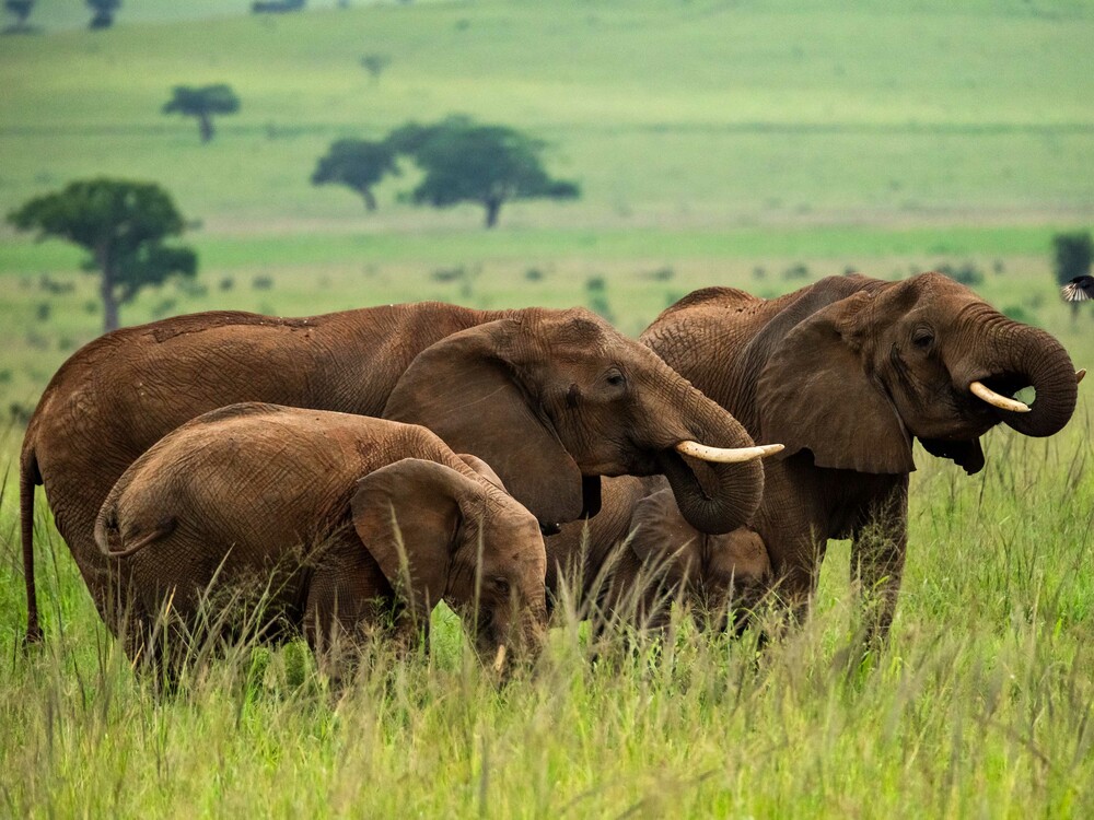 One of the most unforgettable experiences on safari is the very first wildlife sighting. It might come quickly, or it may take time as you scan the landscape, guided by anticipation and curiosity. 