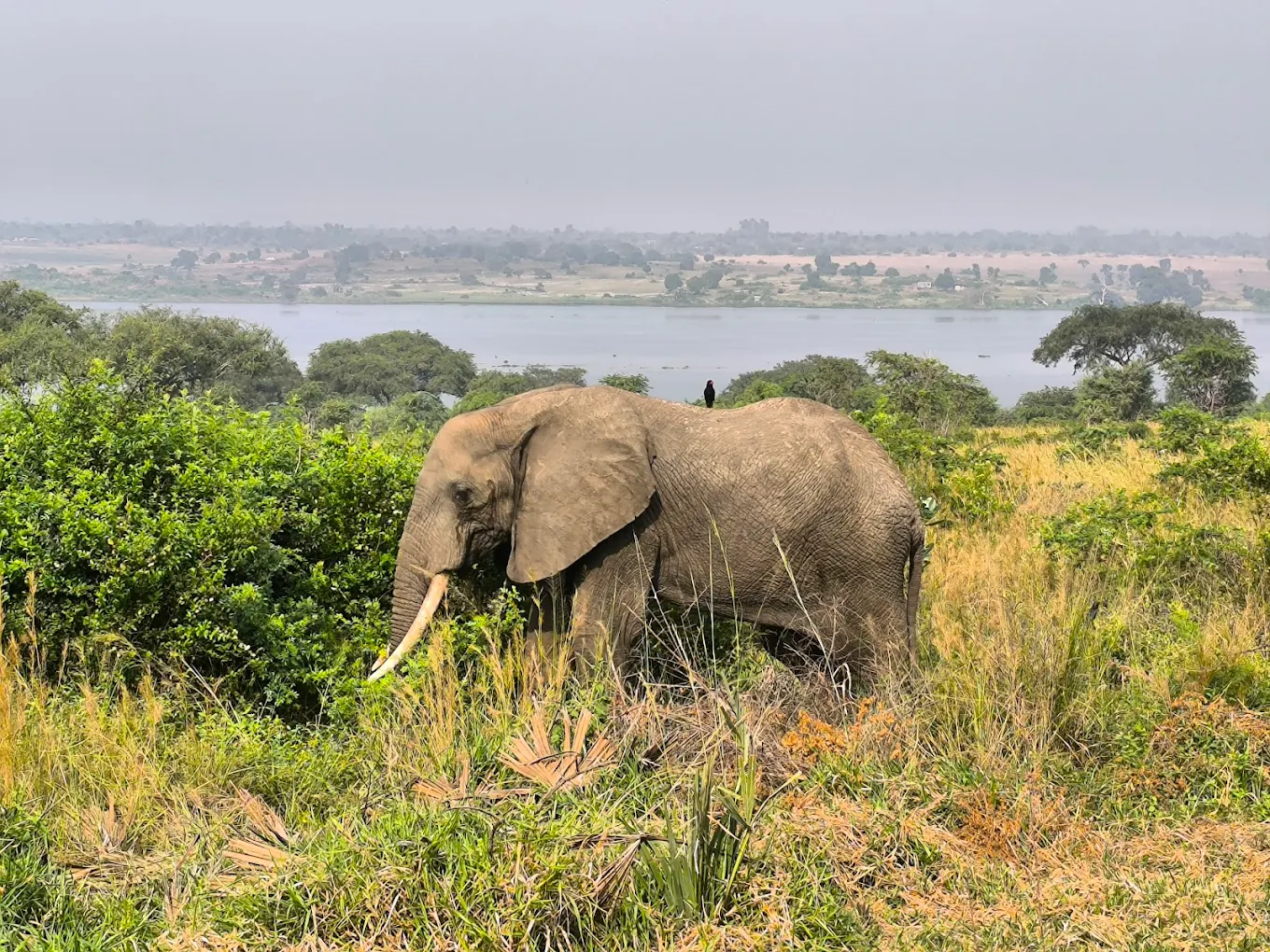 Fly to Uganda from Germany with a Safari Plan That Actually Works
