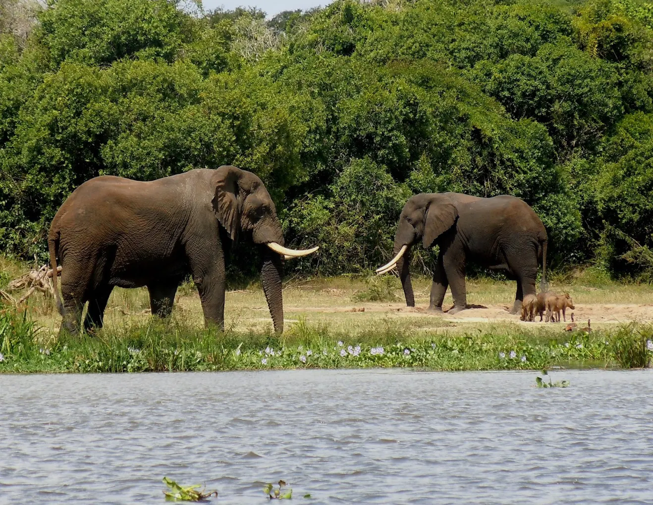 Choosing between a Tanzania vs Namibia Safari Experience is a unique decision that depends entirely on the type of journey you want to have in Africa. While both destinations offer unforgettable travel experiences, they appeal to very different expectations. Tanzania represents the classic image of an African safari—abundant wildlife, open savannahs, and daily game drives filled with activity. Namibia, in contrast, offers a quieter and more visually dramatic experience, where landscapes dominate and the sense of space becomes part of the adventure.
