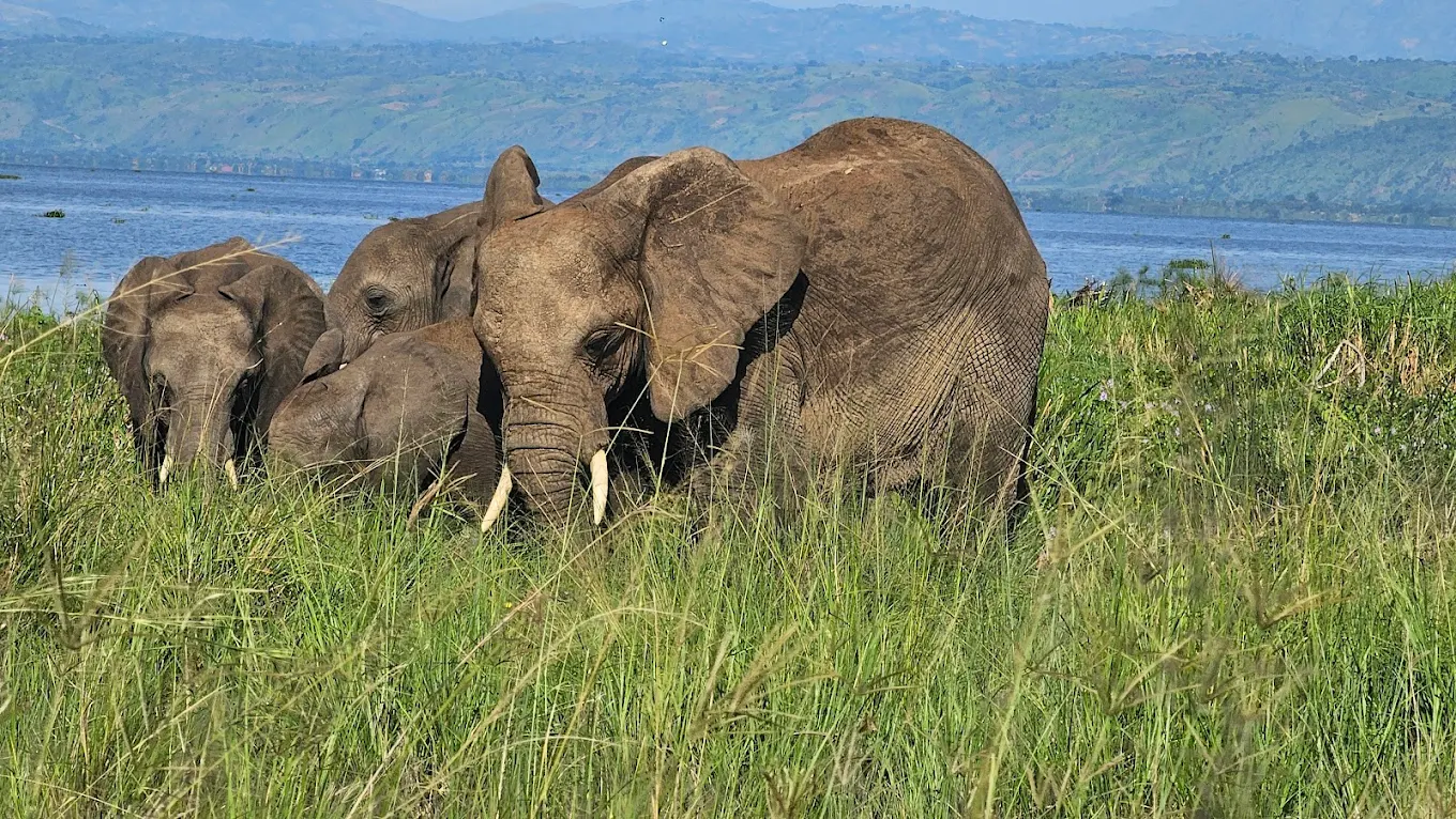 For first-time luxury safari travelers, a Rwanda vs Tanzania Luxury Safari Comparison presents two very different but equally rewarding options.