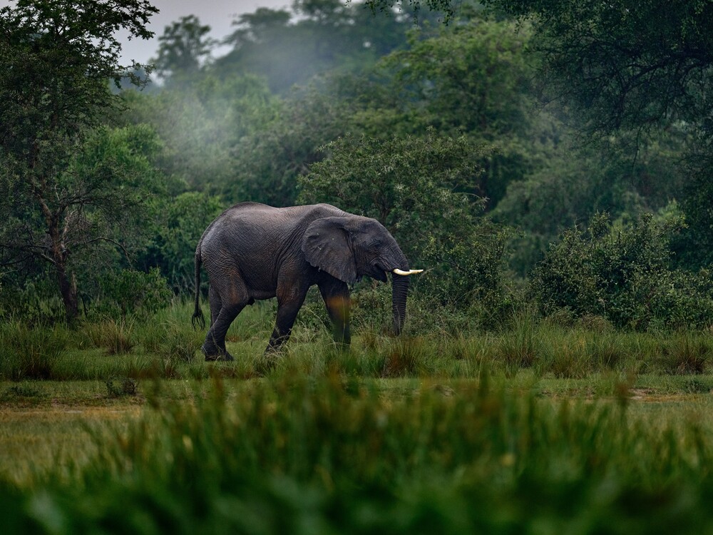 The Laikipia Plateau is one of Kenya’s best-kept secrets and a standout destination Beyond Masai Mara, especially for travelers seeking exclusivity and high-end experiences.