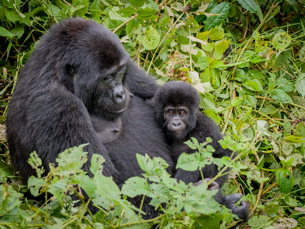 Why the Gorilla Trekking and Rwenzori Marathon Journey Resonates with Global Travelers