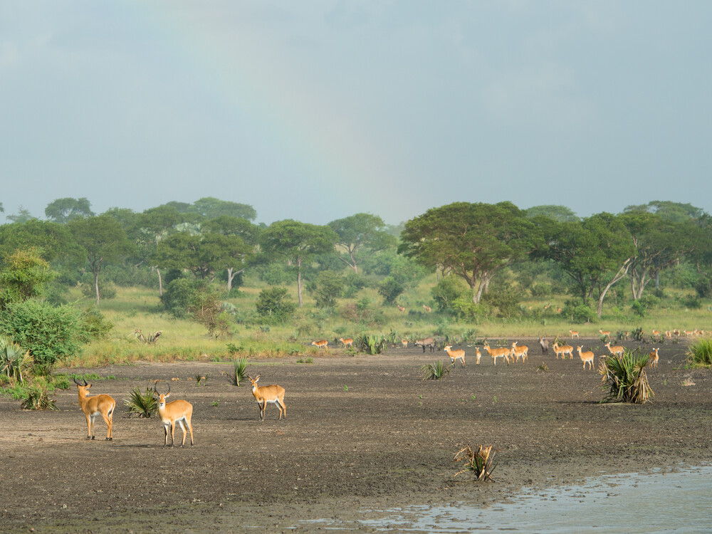 here is no single answer to the Private Conservancies vs National Parks question—it ultimately depends on your travel style, expectations, and the type of safari experience you are looking for. 