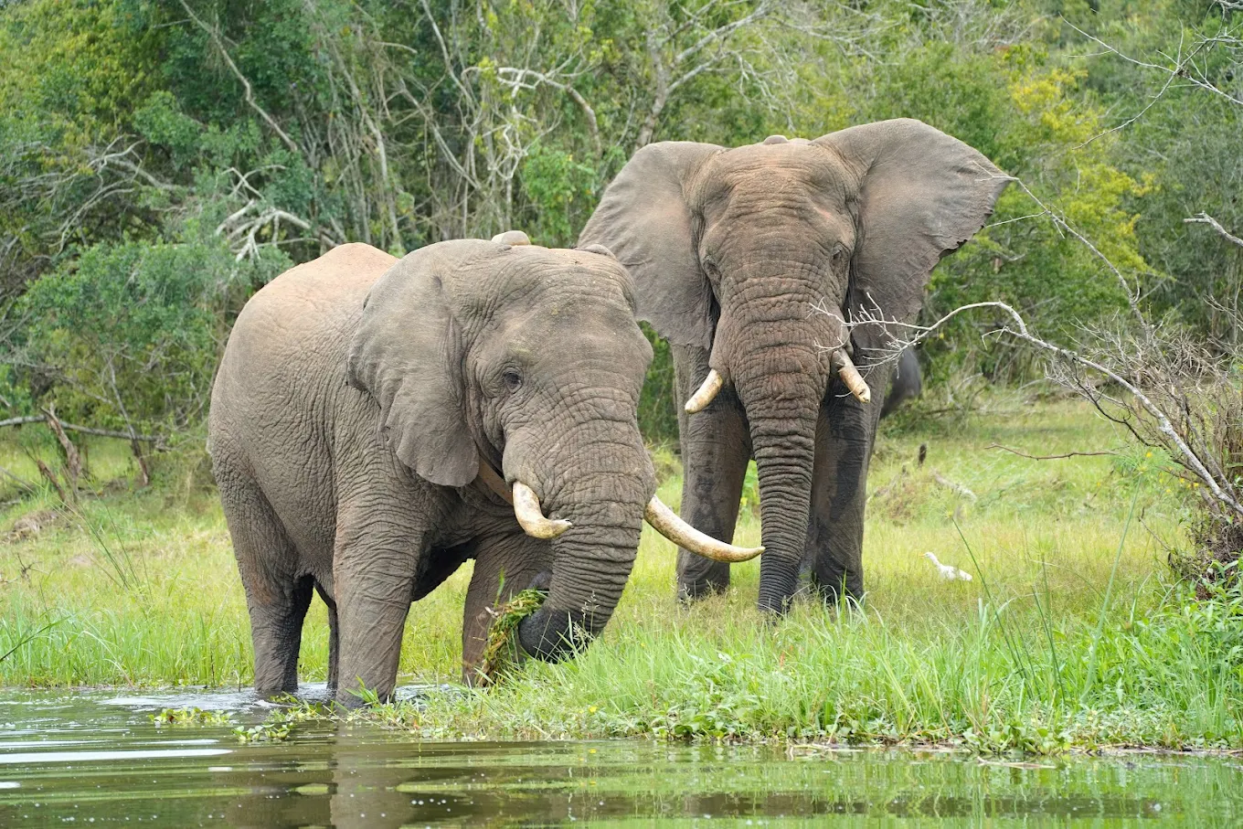 For travelers, understanding How Elephants Communicate transforms a simple wildlife sighting into a meaningful and insightful experience. Instead of just watching elephants, you begin to interpret their behavior and interactions on a deeper level.
