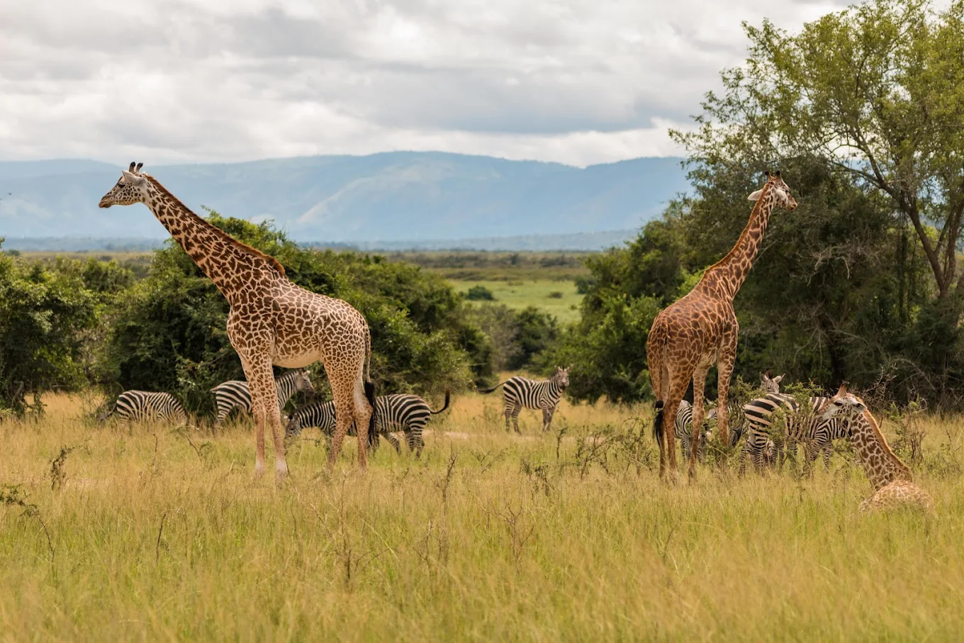 Cost is a key consideration when deciding between Private Conservancies vs National Parks, and the difference often reflects the level of exclusivity and service provided. 