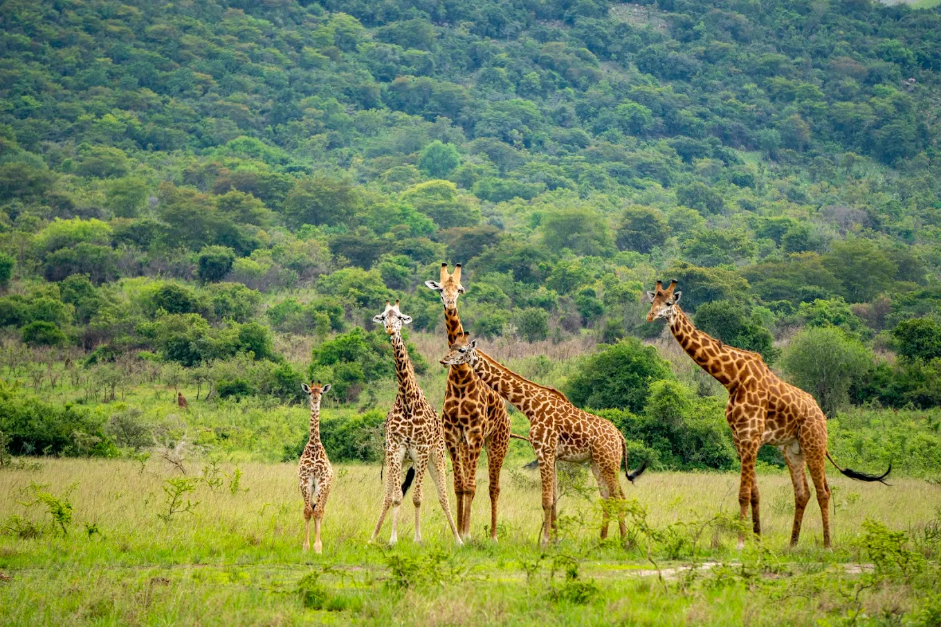 he reason behind Why Safaris Are More Addictive is the emotional connection they create. The combination of nature, wildlife, and unique experiences leaves a lasting impression that makes people want to return.
