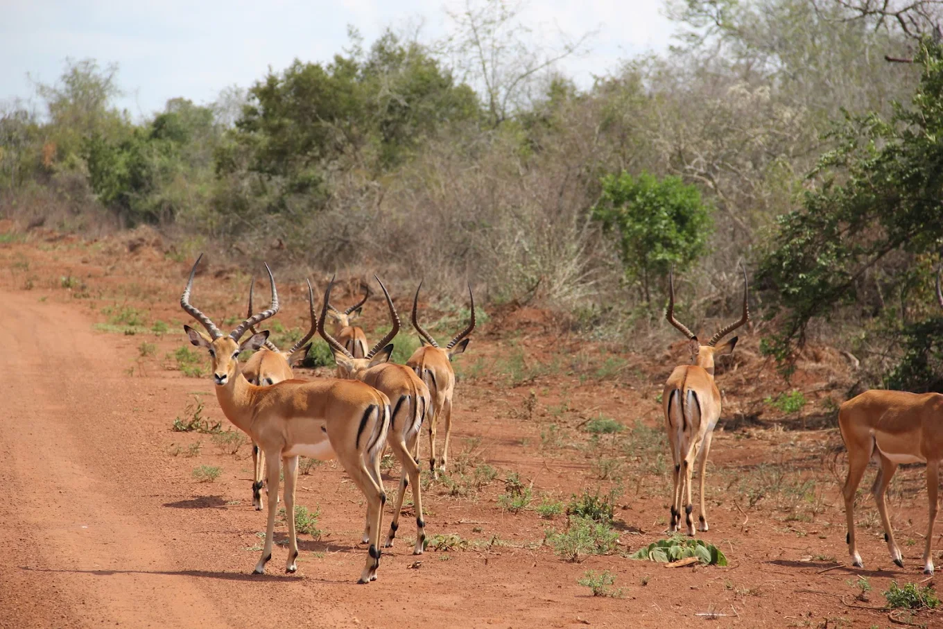 No, not all animals maintain fixed territories. Some species are nomadic and move continuously in search of food and water, while others live in large groups where space is shared rather than defended. Understanding this distinction is an important part of Animal Territories Explained, as it highlights the diversity of survival strategies in the wild.