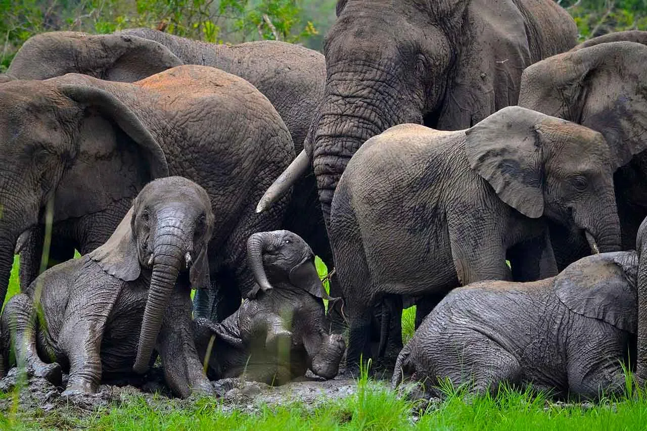 Understanding How Elephants Communicate goes beyond observing behavior—it reveals how essential communication is to their survival in the wild. Every signal exchanged within a herd serves a purpose, often directly linked to safety, movement, and decision-making.