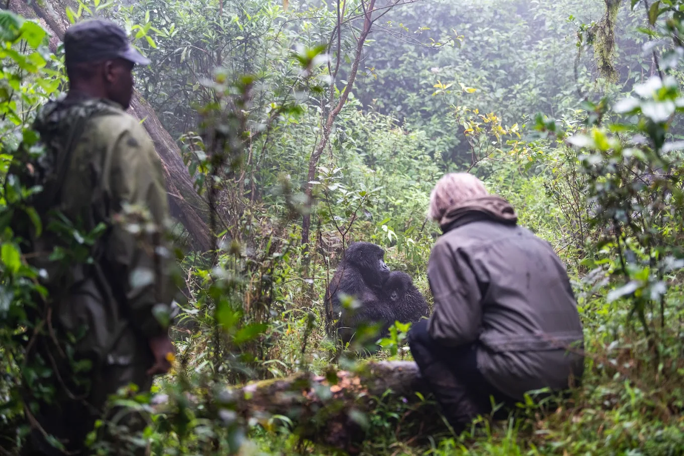 Gorilla Trekking in Bwindi Impenetrable National Park: A Once-in-a-Lifetime Encounter