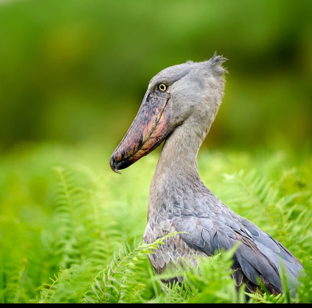  Birding safari of Shoebill at Mabamba swamp-Pieland Gorilla Safaris