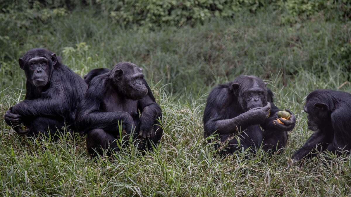 Nouabalé-Ndoki National Park offers a once lifetime Chimpanzee trekking safari adventure in Congo