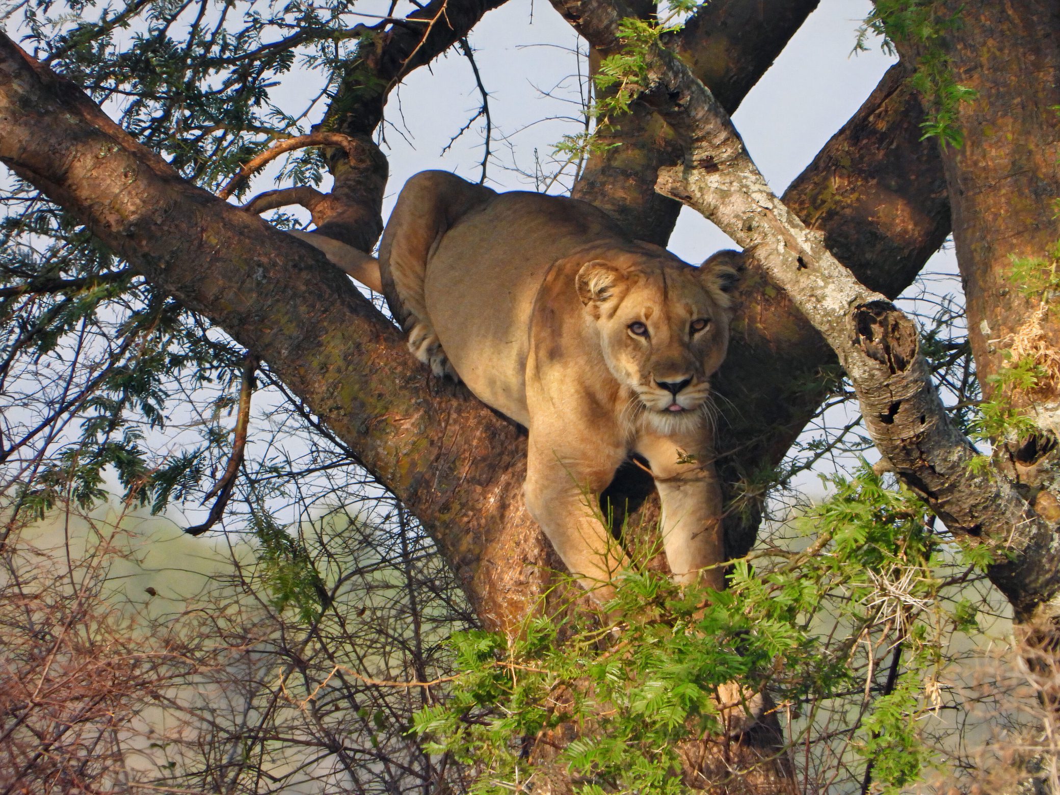 During Congo safari and Wildlife adventure, Congo lions are also encountered in the savanna woodland mosaics ,grasslands and Forest savanna fringes in the Northeastern Democratic Republic of Congo .