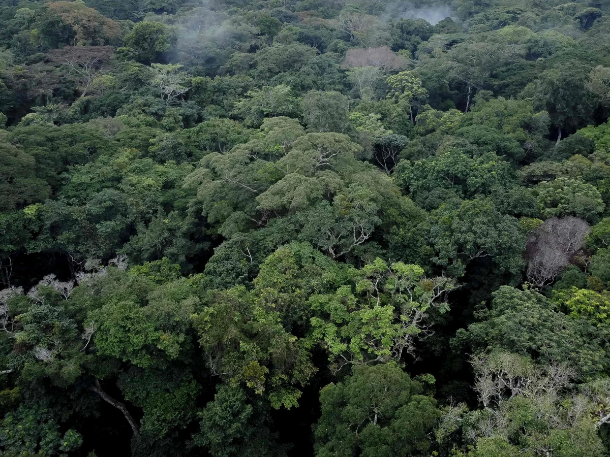 Rainforest exploration in Congo basin during Congo safari with Pieland Gorilla Safaris