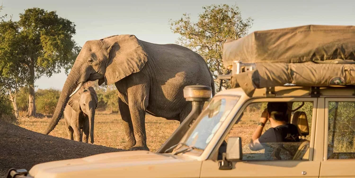 For most travelers, the ideal answer to How Long Should Your First Safari Be? is between 7 and 12 days. This timeframe offers the best balance between exploration and comfort.
