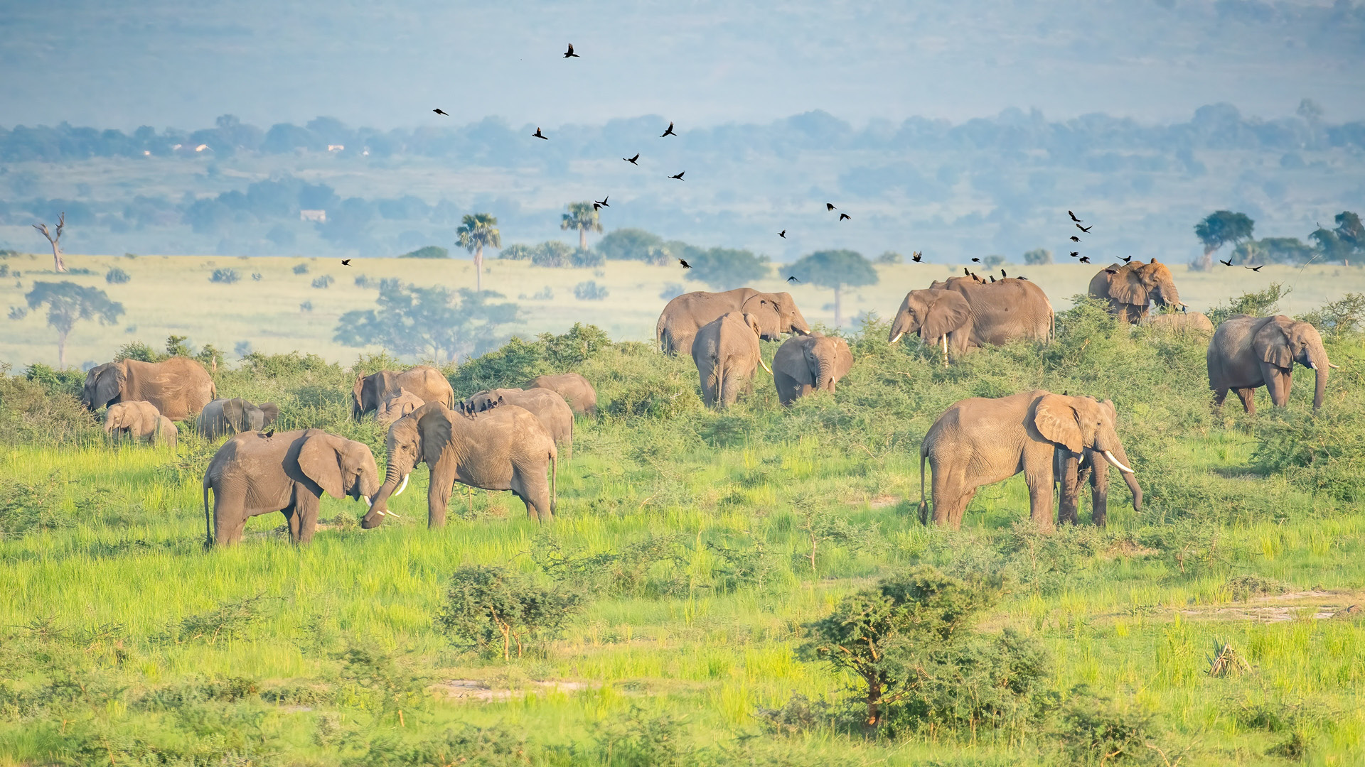 5 Days Midange safari for a Family in Murchison falls National Park-Elephants during game drive