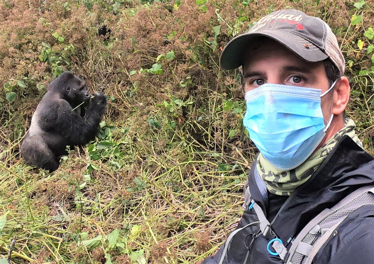 Gorilla trekking while face mask is put on 