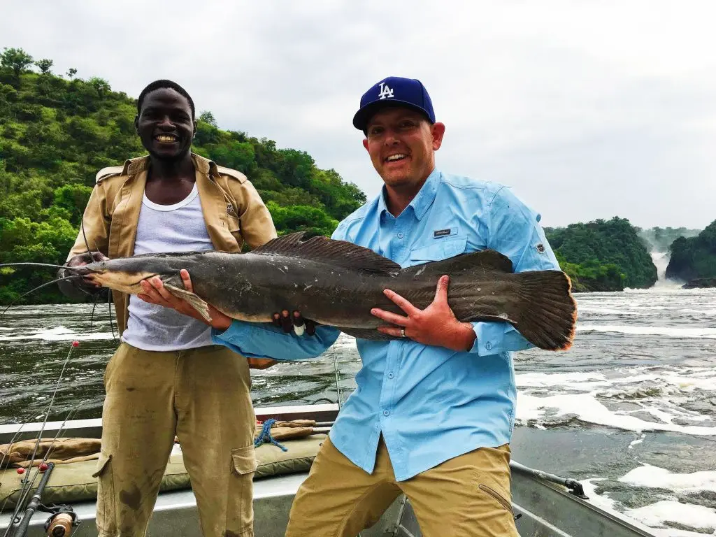 Catfish caught during a Uganda Fishing Safari