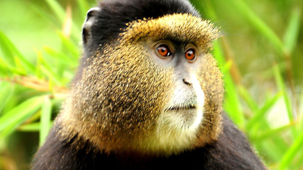 Golden Monkey in Mgahinga National Park