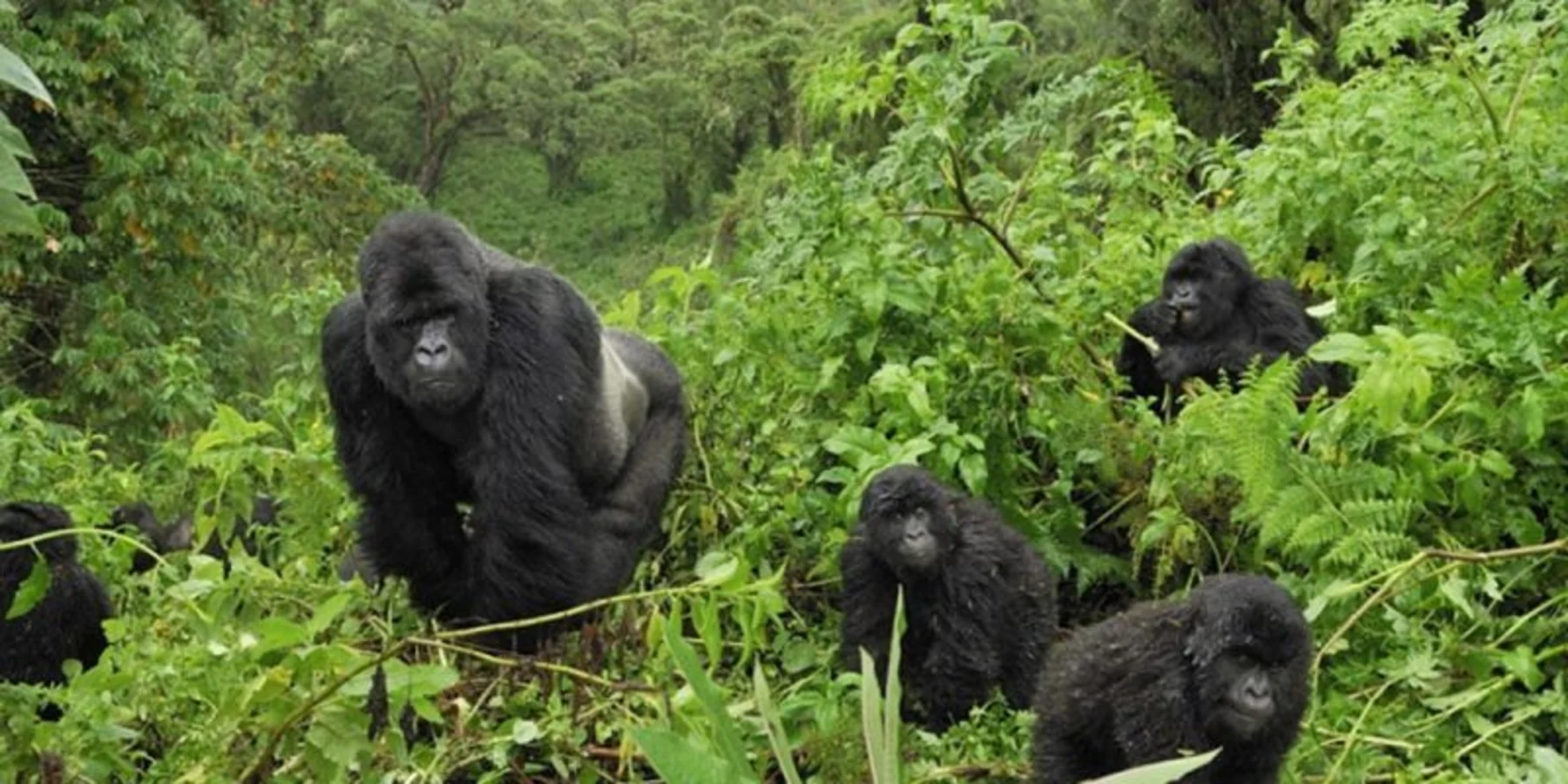Gorilla trekking in Uganda -Bwindi Impenetrable Forest